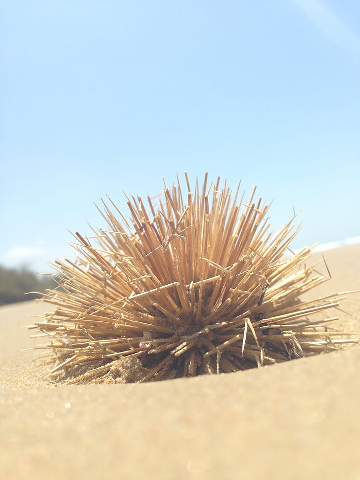 plant, withered, sand, desert, dry, brown, spikes