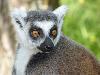 Maki catta, lemurs, Madagaskara
