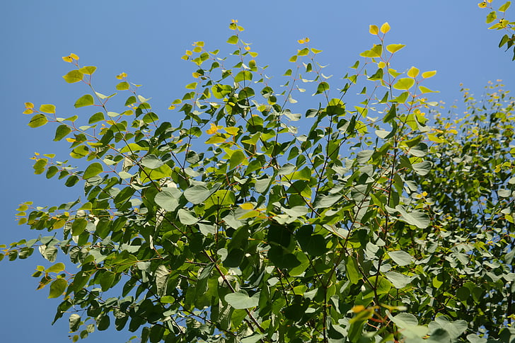 feuilles, vert, kuchenbaum japonais, Cercidiphyllum japonicum, katsurabaum japonais, arbre de pain d’épice, arbre de gâteau