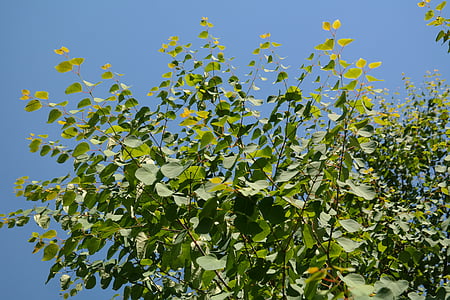 folhas, verde, kuchenbaum japonês, Cercidiphyllum japonicum, katsurabaum japonês, árvore de pão de gengibre, árvore de bolo