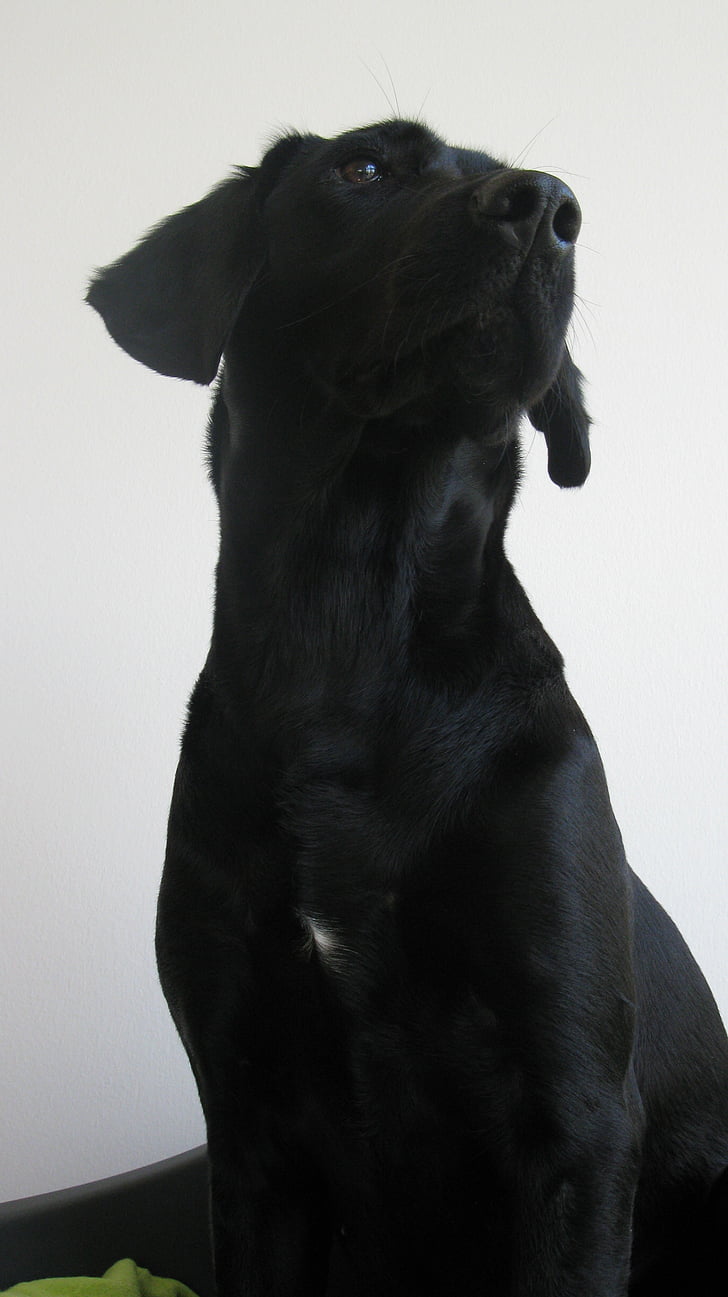 cão, Labrador, formel1, preto, puta