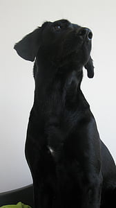 hond, Labrador, formel1, zwart, teef