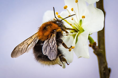 blossom, bloom, hummel, pollination, insect, nature, garden