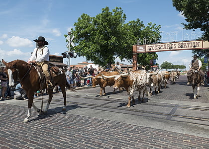 cowboys, cattle, drive, tourism, attraction, stockyards, animals