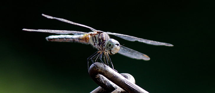 Príroda, hmyzu, vážka, voľne žijúcich živočíchov, makro, jar, krídla