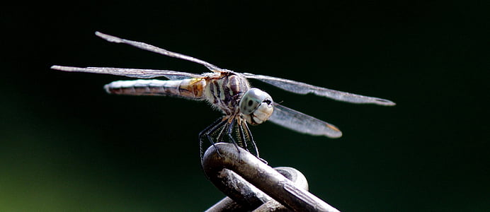 nature, insect, dragonfly, wildlife, macro, spring, wings