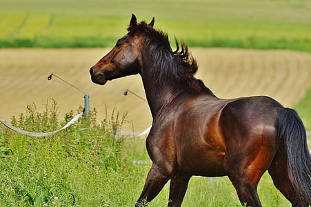 kôň, spojky, žrebec, jesť, Paddock, hnedá, lúka