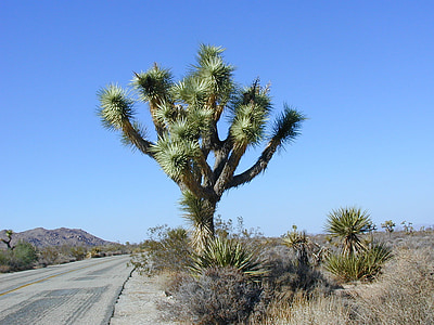 Joshua tree, Parque Nacional Joshua tree, seca, estrada deserta, natureza, Estados Unidos da América
