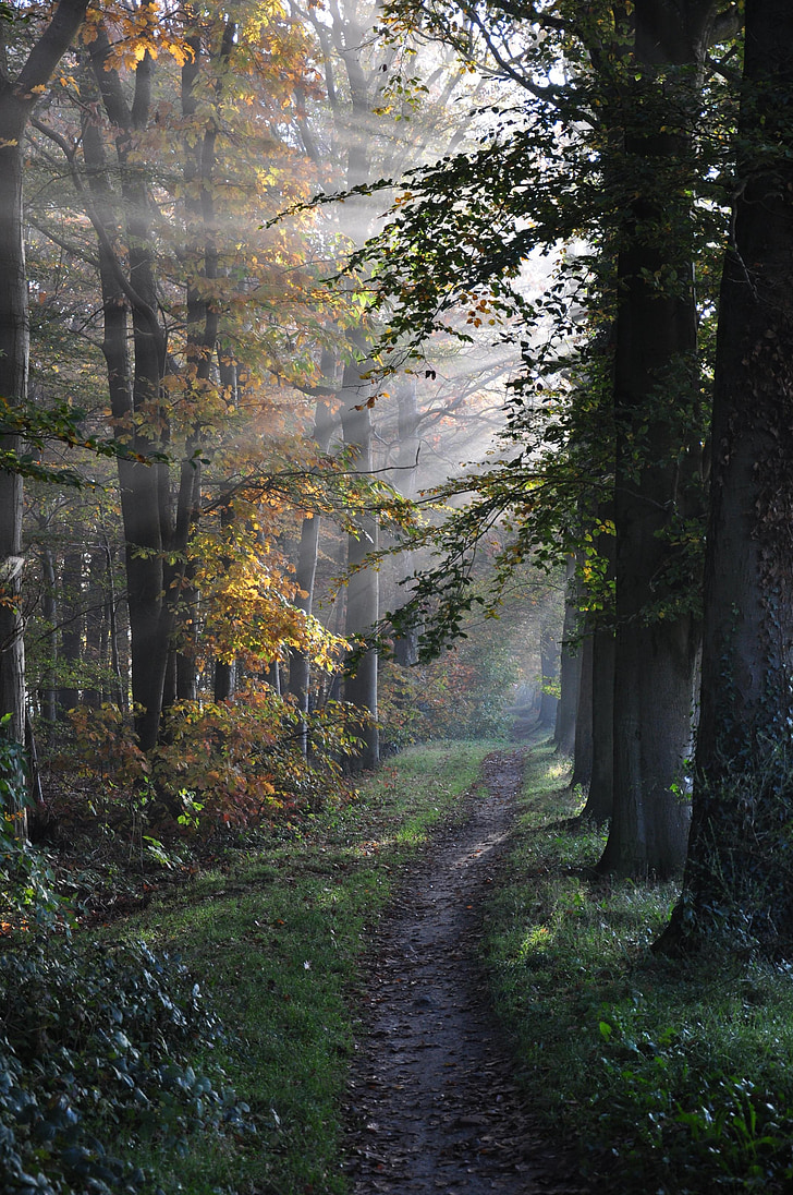 path, forest, trees, sunbeams, country, fog, nature
