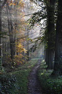 cesta, Les, stromy, sluneční paprsky, země, mlha, Příroda
