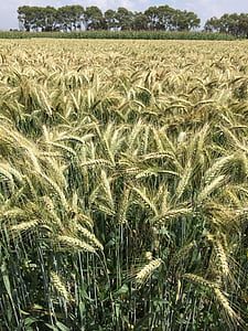 Пшеница, Пшеница фуражная, поле, Зерновые