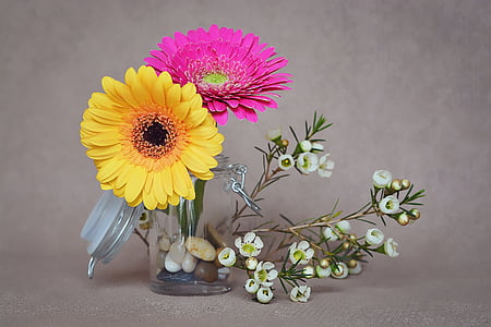 Gerbera, bunga, merah muda, kuning, bunga musim semi, bunga potong, kelopak bunga