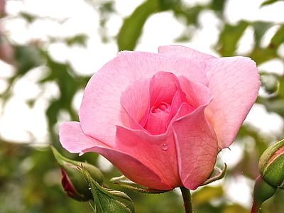 Роза, цветок цветок, розовый, Бутон, завод, Природа, Цвет