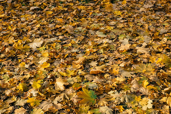 едър план, снимка, сухо, листа, Есен, красота, гора