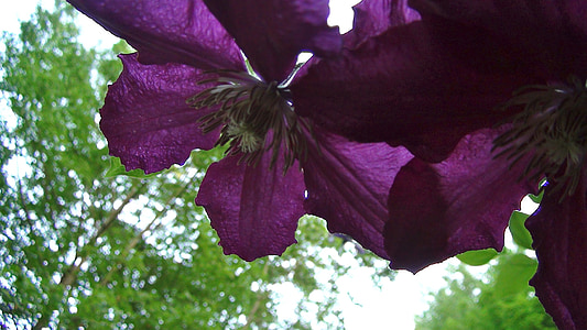 花, 铁线莲, 紫色, 植物, 绽放, 植物区系, 开花