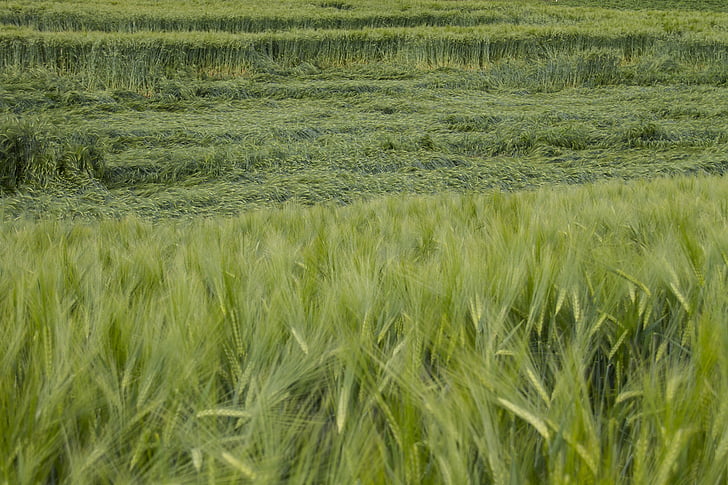 mısır tarlası, Hububat Ürünleri, fırtına zararı
