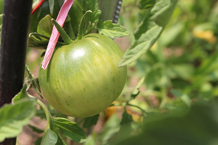 tomato, fruit
