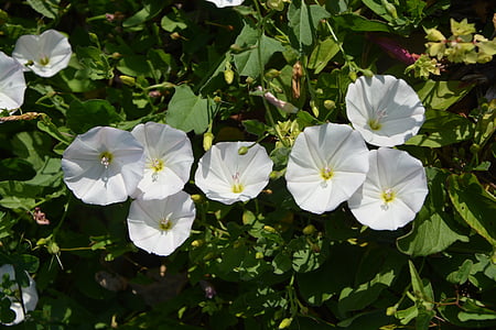 flors de bindweed, flors blanques, salvatge, jardí, arbust, flor, floració