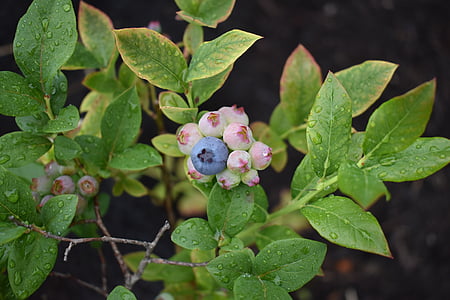 blueberries, plant, blueberry, nature, berry