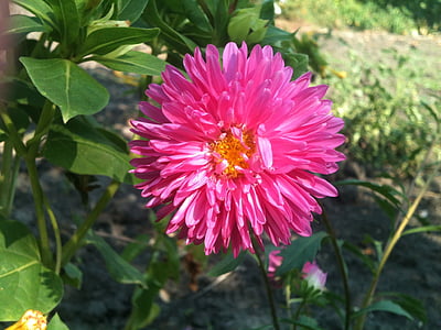 blomst, rosa, solfylte, fargerike, botaniske, anlegget