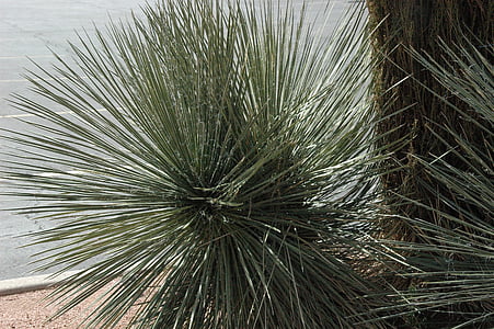 Sedona, Arizona, vestlige, sydvestlige, salvie, græsser, Zera scape