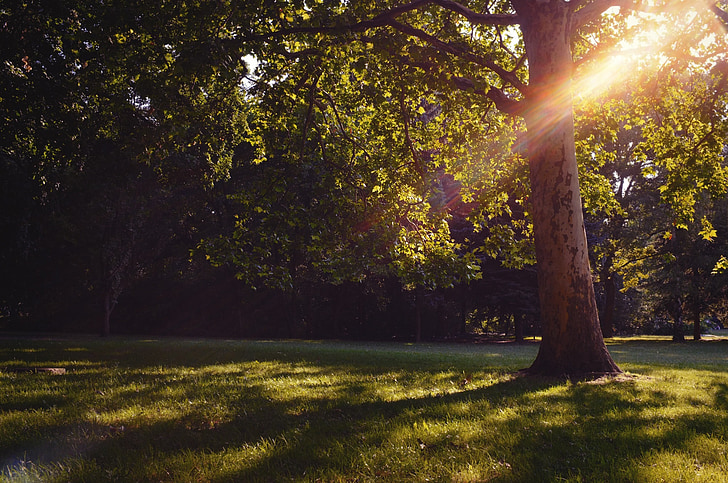 park, tree, sun, budapest