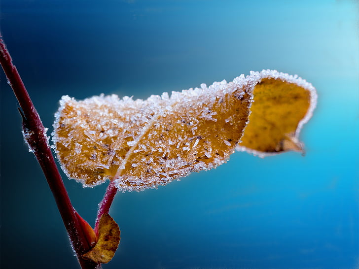 close-up, frost, ice, leaf, nature, plant, winter