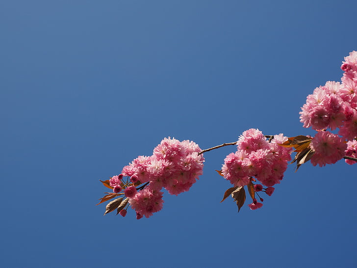kirsi õis, Jaapani kirss, lõhn, õis, Bloom, Jaapani õitsemise kirss, Dekoratiivne kirss