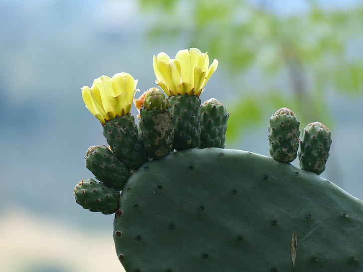 cactus, blossom, bloom, bright, yellow