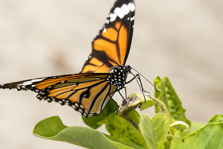 motýľ, makro, Orange, farebné, hmyzu, Príroda, krídlo