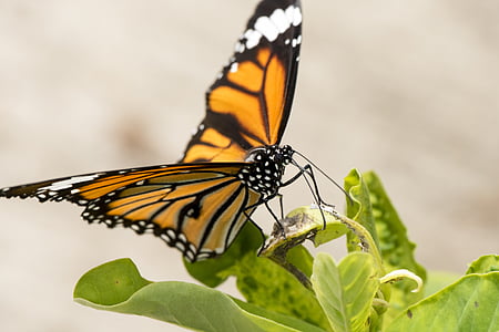 papillon, macro, orange, coloré, insecte, nature, aile