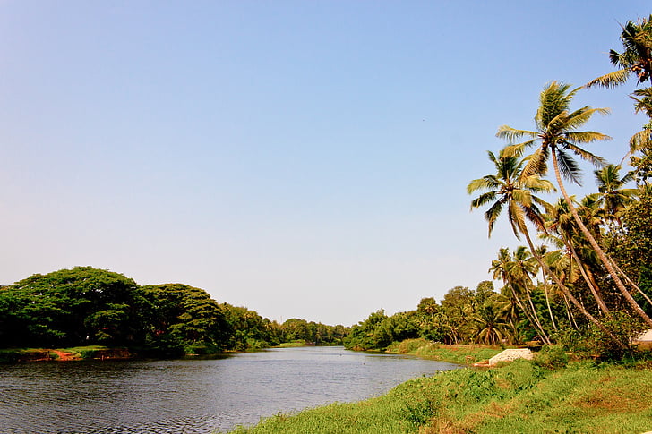 Backwaters, Indien, Kerala, vatten, Palm, naturen, träd