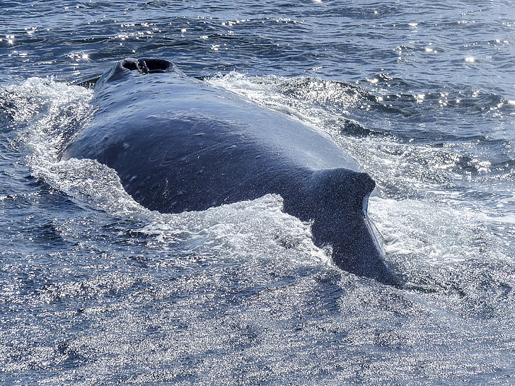 humpback whale, back, diving, natural spectacle, nature, mammal, animal