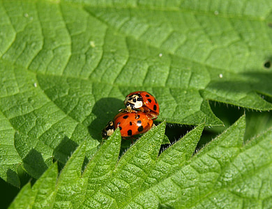 ladybug, pairing, close, couple, insect, beetle