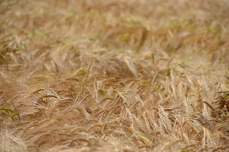 wheat, field, cereals, grain, wheat field, spike, cornfield
