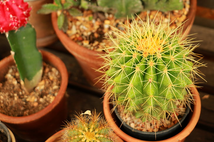 cactus, verde, planta, naturaleza, decoración, crecimiento