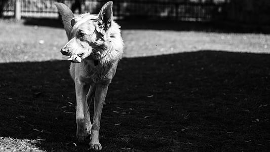 perro, a pie, blanco y negro, perro camina, mascota, animal, perro caminando