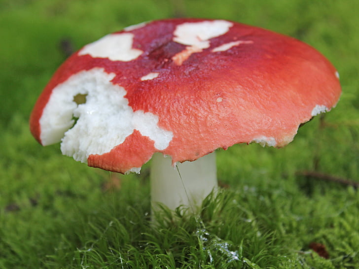 mushroom, forest, autumn, nature, toxic, moss