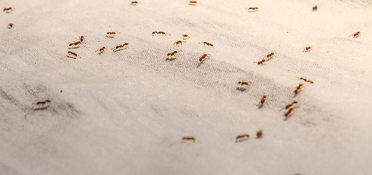 swarm, ants, white, textile, insect, ant, cloth