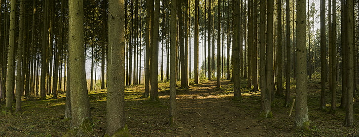 Panorama, Wald, entfernt, Trail, Bäume, Baumstämme, Natur