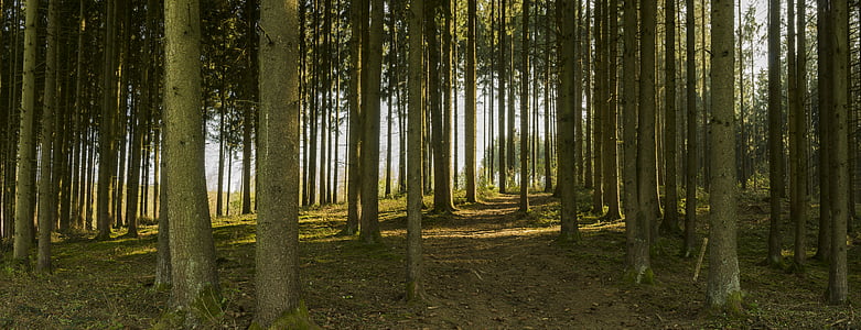 Panorama, šuma, daleko, staza, stabla, debla, priroda