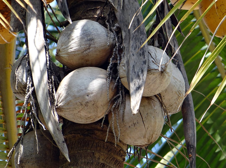Cocos, secos de árbol, nucifera de los cocos, árbol de coco, cáscara de coco, India