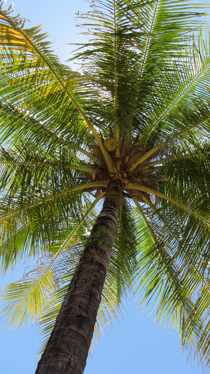 Palma, coco, árbol de coco, tropical, vacaciones, naturaleza, árbol
