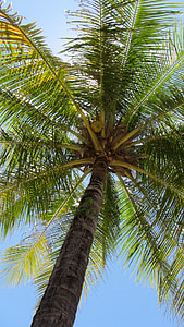 Palm, kókusz, kókuszfa, trópusi, nyaralás, természet, fa