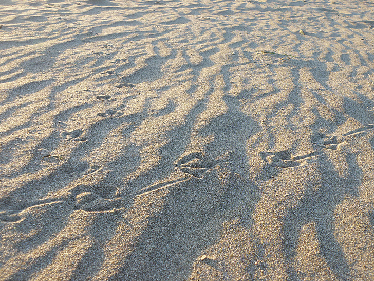 Sand, kappaleet, lokki, lintu
