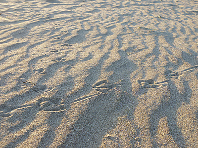 Sand, spår, Måsen, fågel