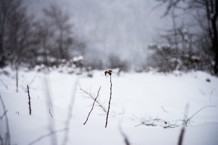 biljke, snijeg, drvo, Zima, LED, Vremenska prognoza, niske temperature