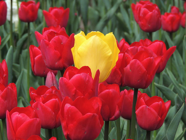 flower, tulip, center, team, nature, springtime, red
