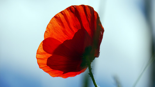 red, poppy, flower, nature, plant, beauty In Nature, close-up