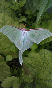 saturnia luna, actias luna, essential moth, butterfly, chasheobraznye, handsomely, green